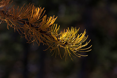 Subalpine Larch