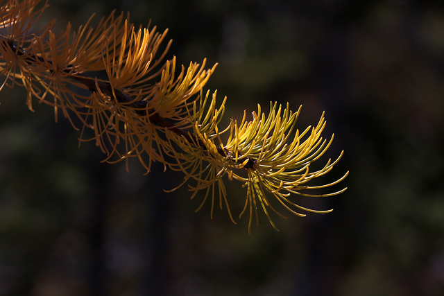 Subalpine Larch