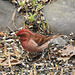 Purple Finch