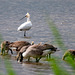 Spoonbill with a canada goose family