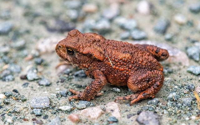 A frog,there were a number about today crossing the paths.