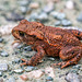 A frog,there were a number about today crossing the paths.