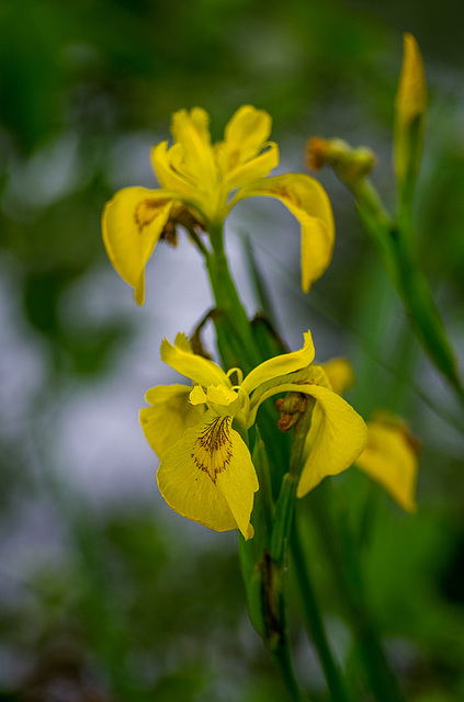 From Burton mere wetlands.d4jpg