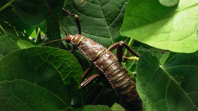 20190907 5964CPw [D~HRO] Dorngespensterschrecke (Eurycantha calcarata), Zoo, Rostock