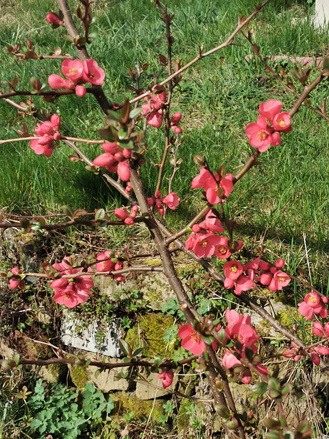 Zierquitte - rot und grün - cidoniarbo - ruĝa kaj verda