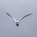 Cattle egret in flight