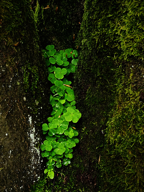 Epiphyten