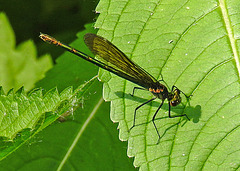 20210609 0715CPw [D~LIP] Blauflügel Prachtlibelle, UWZ, Bad Salzuflen