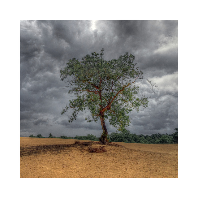 Loonse en Drunense duinen