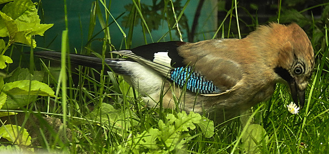 20210705 1257CPw [D~LIP] Eichelhäher (Garrulus glandarius), Bad Salzuflen