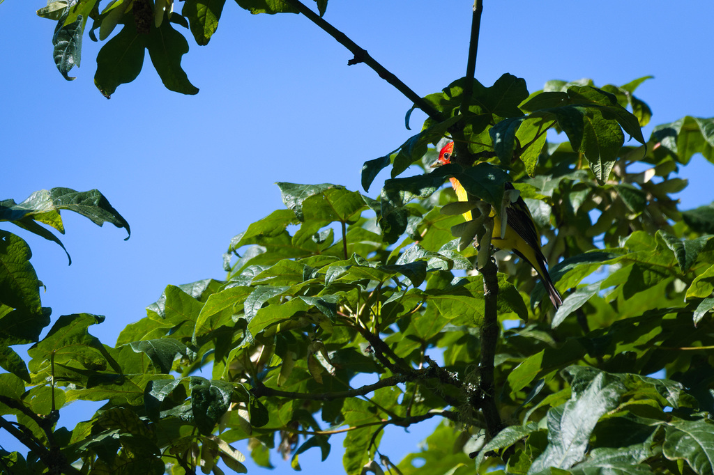 Tanager peekaboo