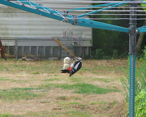 Great Spotted Woodpecker