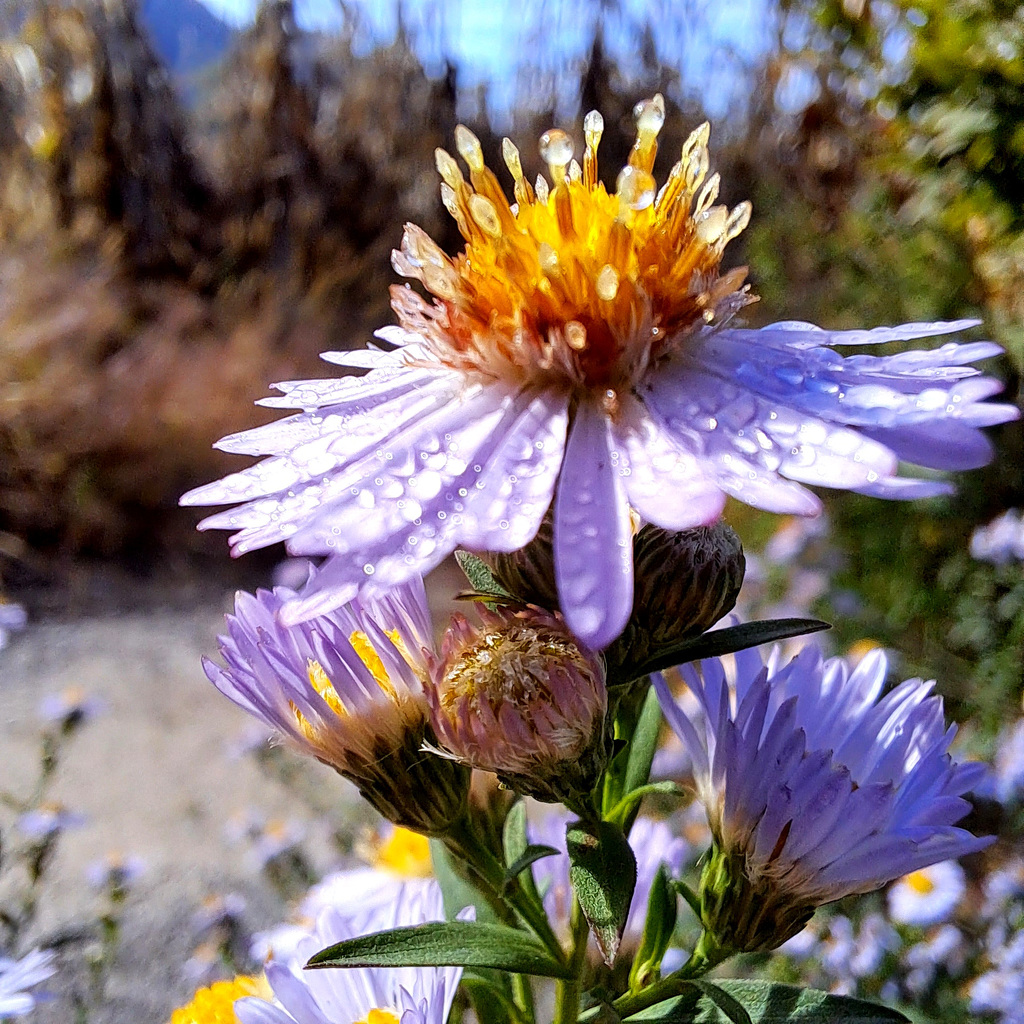 Herbstaster (Symphyotrichum)