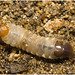 IMG 2692 Beetle larva