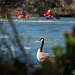 A goose, a river, three kayaks