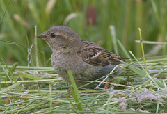 5T2A5839 Dunnock