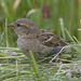 5T2A5839 Dunnock