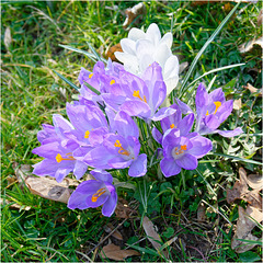 Crocuses 2025 28 Crocuses 2025 28