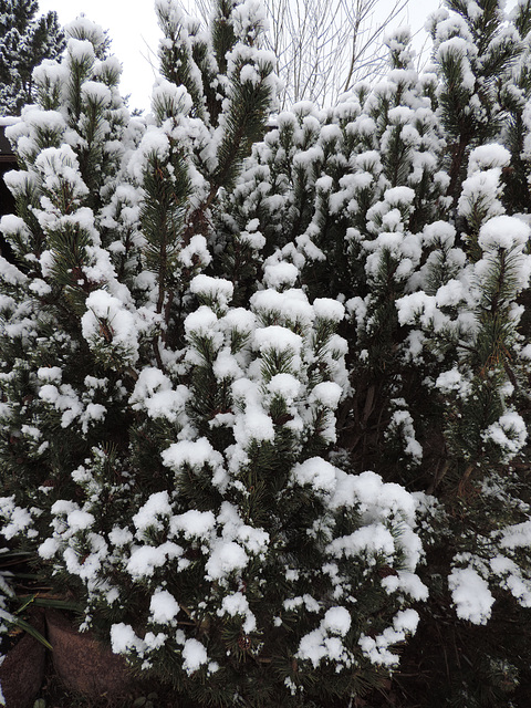 Zwergkiefer mit Schnee...