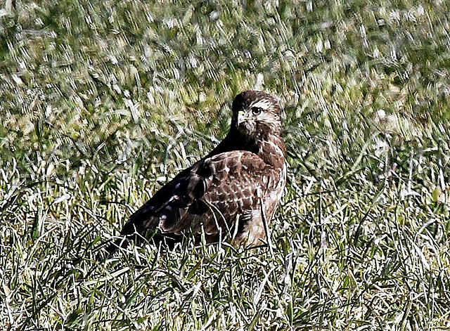 Mäusebussard