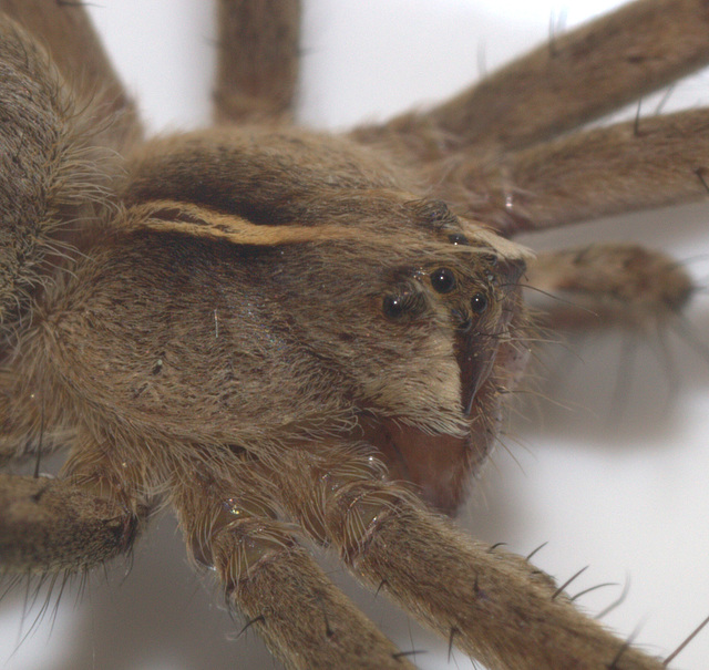 IMG 5062closeupSpiderPerivaleNatureReserve30May2015Canon550DCanonMPE