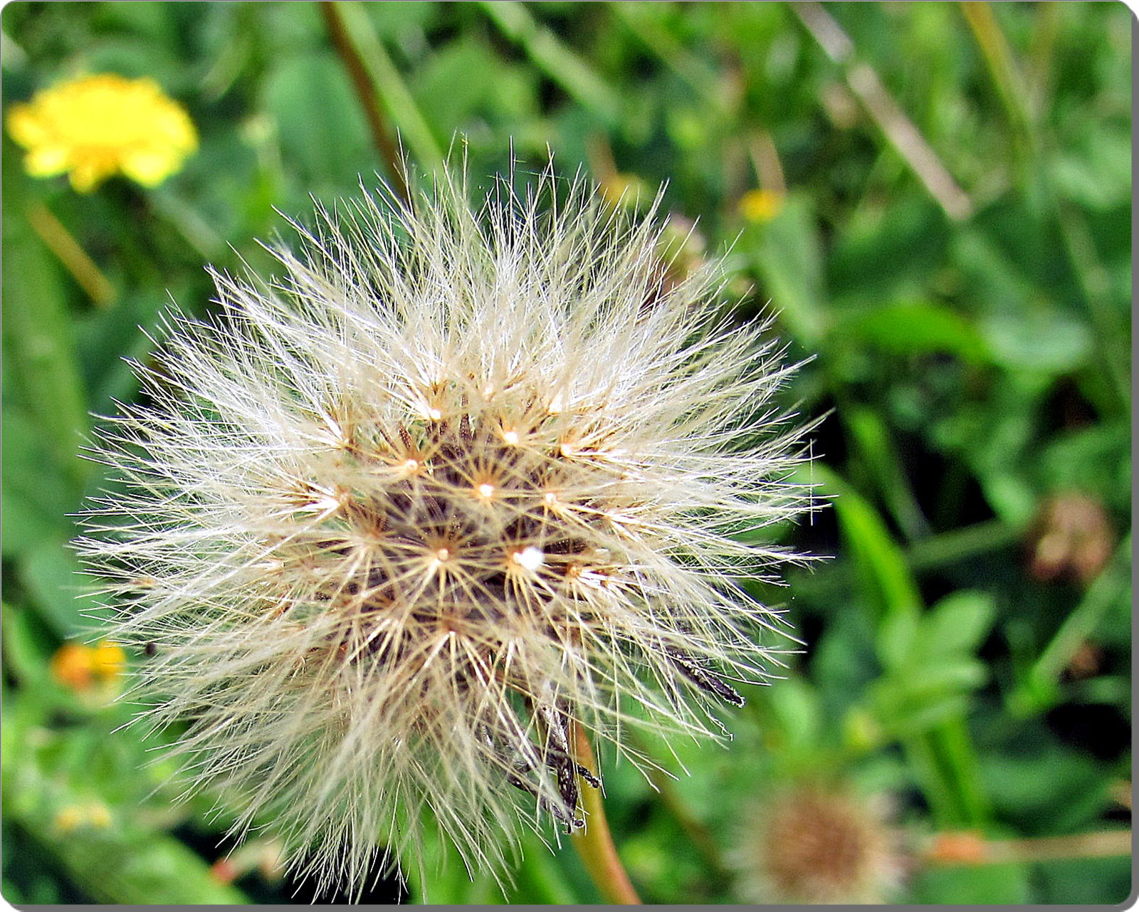 Dandelion Seed Head,