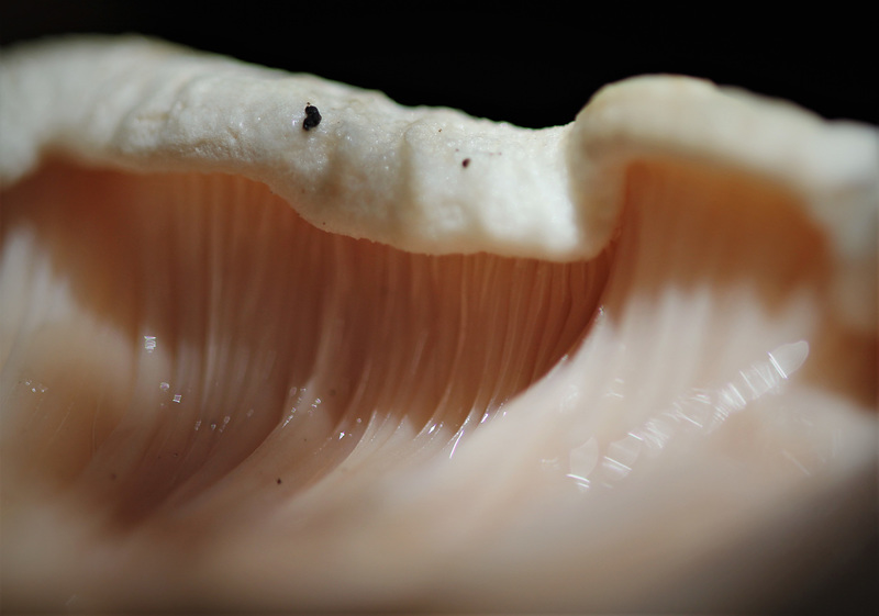 Intimité de clitocybe