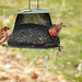 Purple Finch