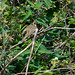 Sedge warbler ? I'm not sure of the id of this bird.
