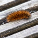 Caterpillar but I can't id. it.