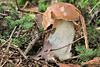 Boletus edulis (Steinpilz)