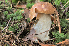 Boletus edulis (Steinpilz)