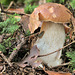 Boletus edulis (Steinpilz)