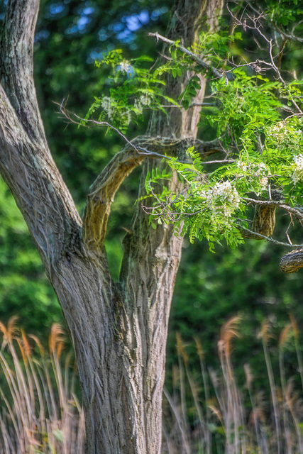 Fork in a tree