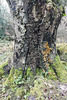 Tree trunk fungi