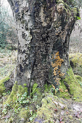 Tree trunk fungi