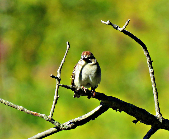 Adult Chipping Sparrow