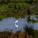 Little egret