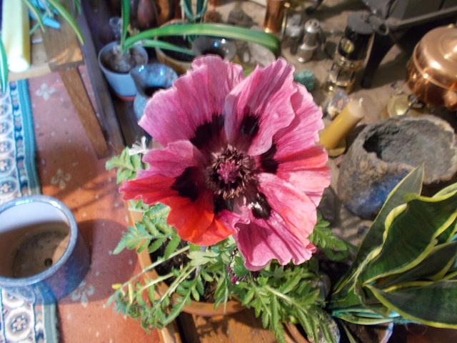 gdn - Papaver sommiferum