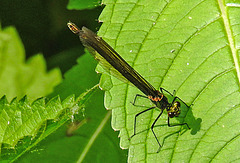 20210609 0716CPw [D~LIP] Blauflügel Prachtlibelle, UWZ, Bad Salzuflen