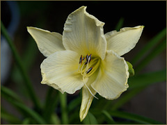 That day lily, late today