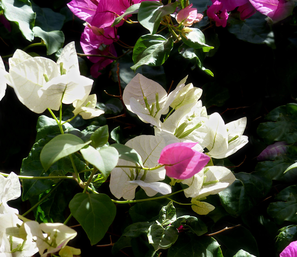 Duo de Bougainvilliers