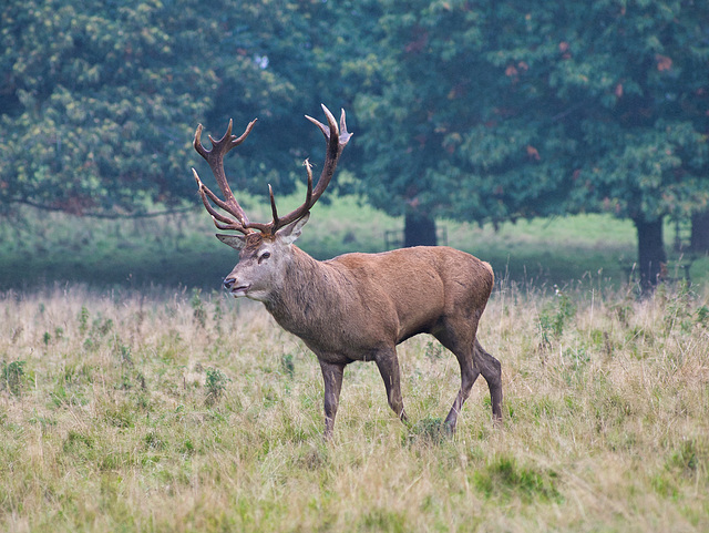 Magnificent pair