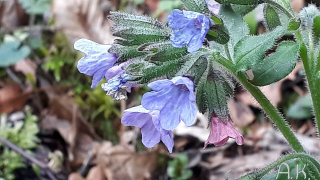 Lungenkraut (Pulmonaria officinalis)