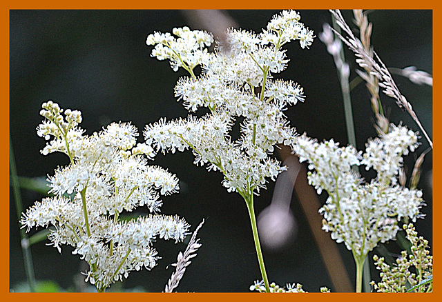 Filipendula ulmaria (Moerasspireae)