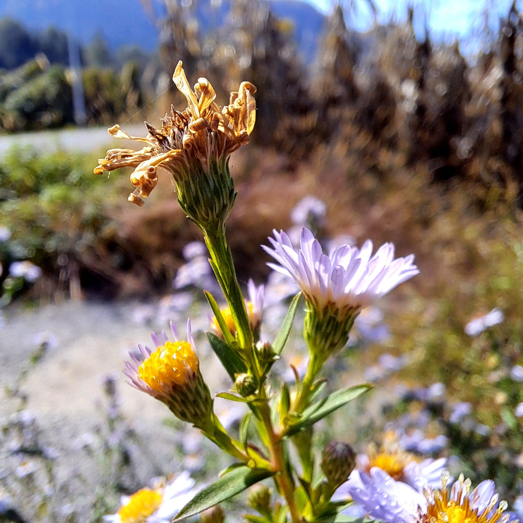 Herbstaster (Symphyotrichum)