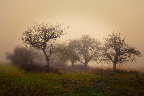 Ein nebliger Morgen - A misty morning