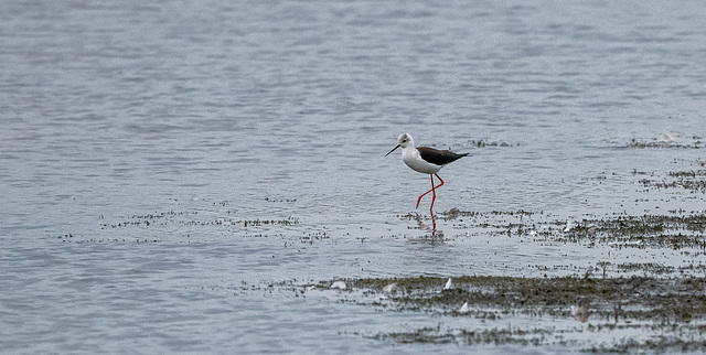 Black-winged stilt