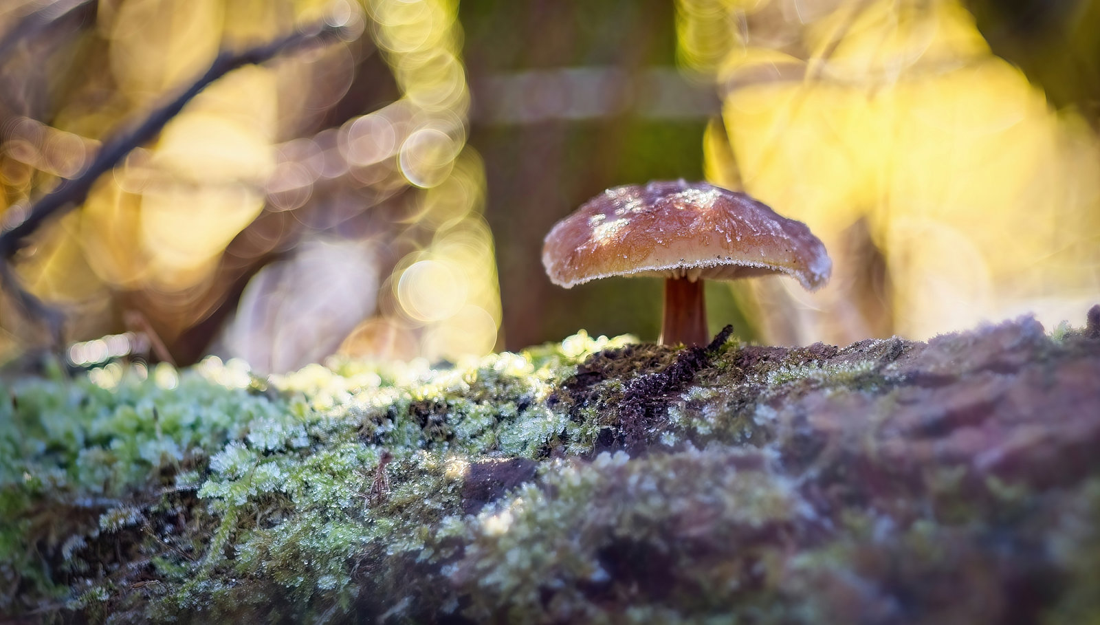 Mein Pilz im Morgenlicht :))  My mushroom in the morning light :))  Mon champignon dans la lumière du matin :))