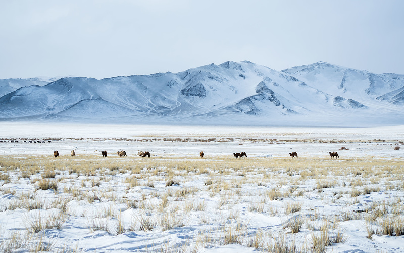 Migration, Day 2: Camels